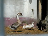 Sortie à la ferme