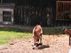 Sortie à la ferme