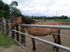 Sortie à la ferme